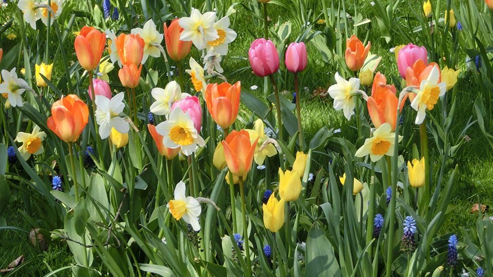 Frühlingsblumen