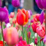 Tulpen