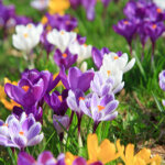 Krokusse