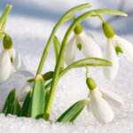 Schneeglöckchen