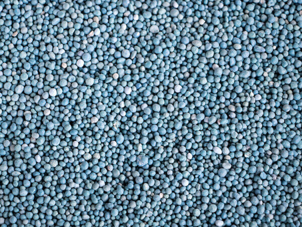 Blaukorn – Gift für Mensch und Tier