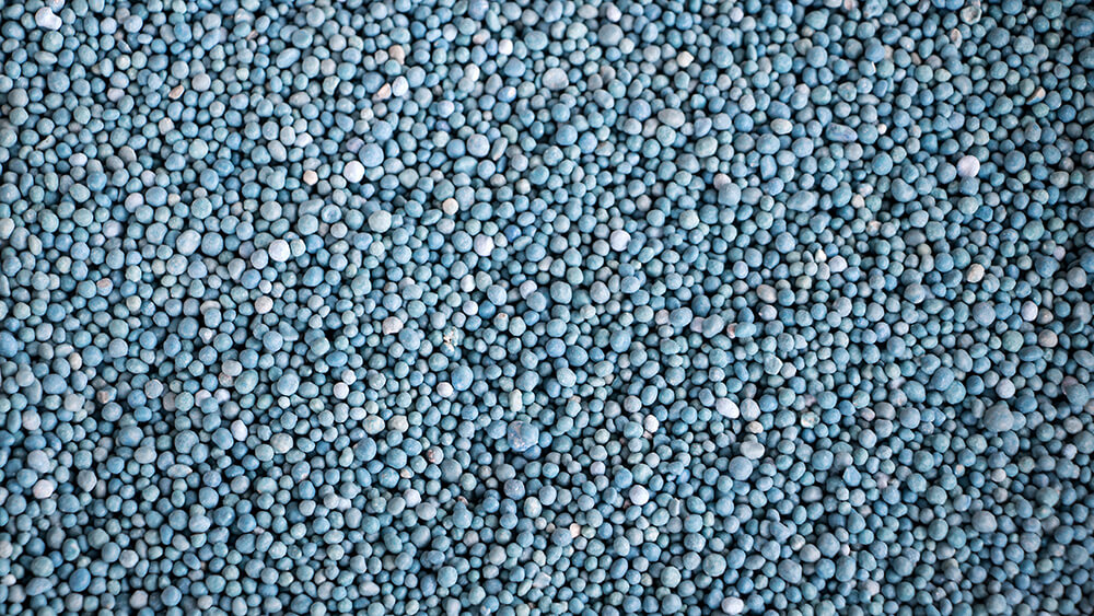 Blaukorn