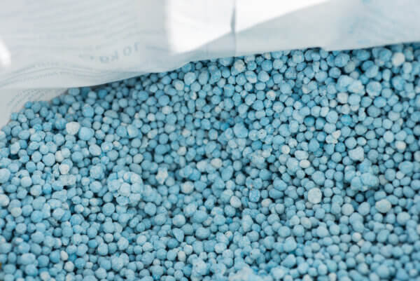Blaukorn im Sack