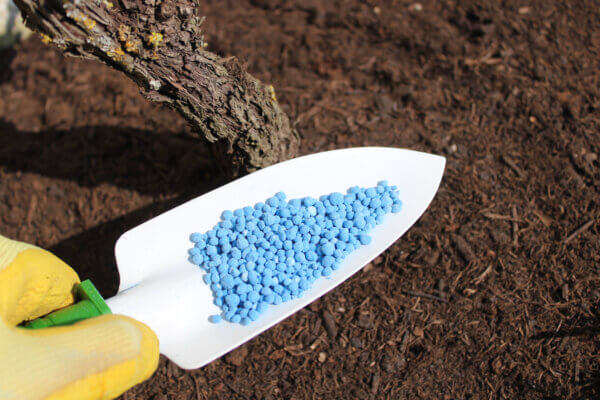 Blaukorn auf Schaufel