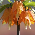 orangefarbene Kaiserkrone