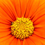 Sonnenblumen