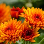 Chrysanthemen