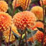 Dahlien