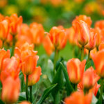 Blumenbeete in Orange – Energie, Wärme, Geborgenheit