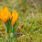 Herbst-Krokus
