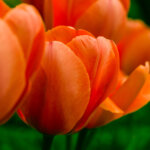 orangefarbene Tulpen