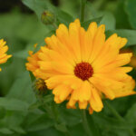 Ringelblume