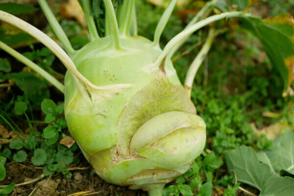 Kohlrabi aufgeplatzt