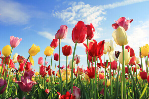 Tulpenfeld