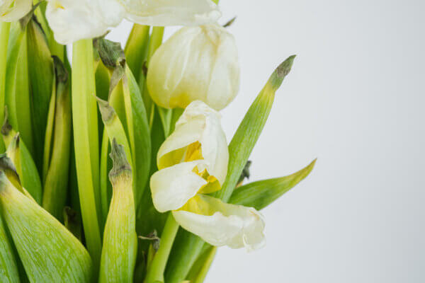 verwelkte Tulpe