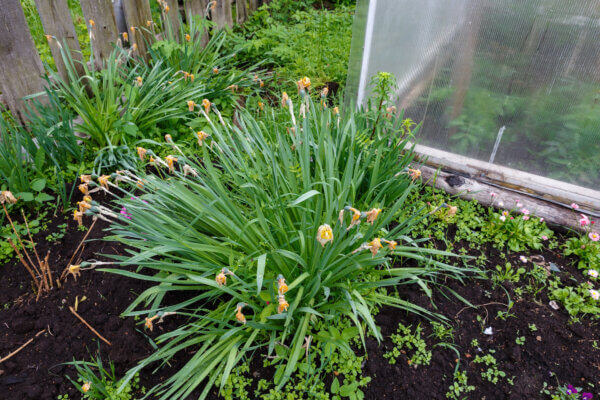 verwelkte Blumen