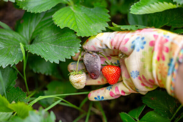 Erdbeeren Grauschimmel