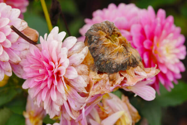 Grauschimmel Blume