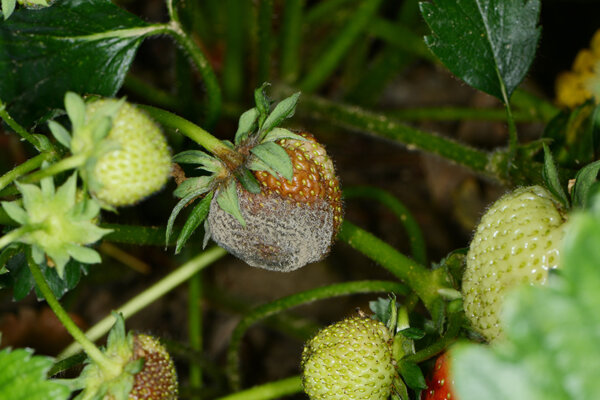 Grauschimmel Erdbeeren