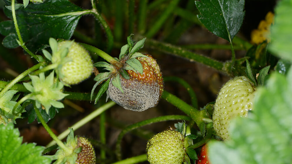 Grauschimmel Erdbeeren
