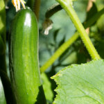 Gurkenanbau – diese 10 Fehler sollten Sie vermeiden