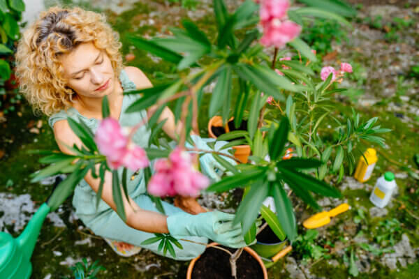 Oleander Pflege