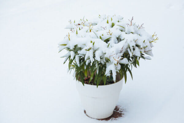 Oleander im Winter