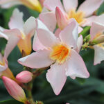Oleander – Blütenmeer von Juli bis September