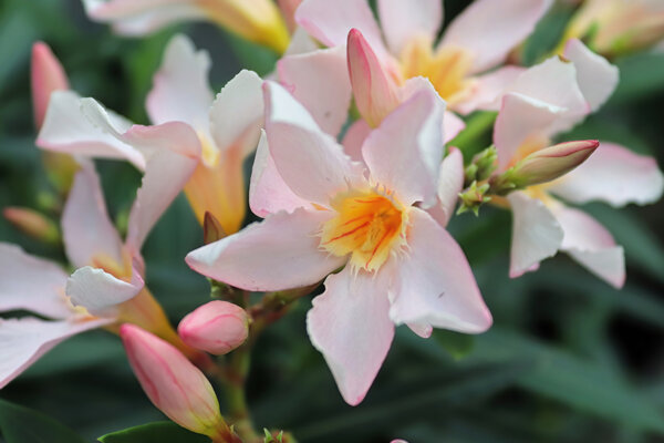 rosa Oleander