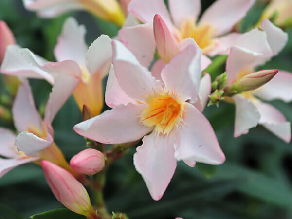 Oleander – Blütenmeer von Juli bis September