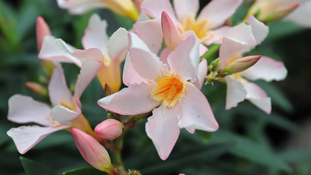rosa Oleander