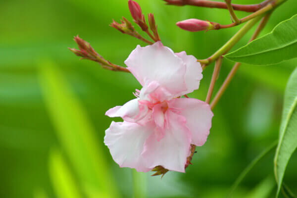 Oleanderblüte