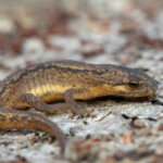 Teichmolch