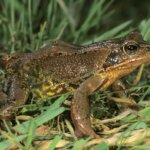 Grasfrosch