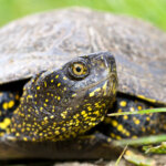 Europäische Sumpfschildkröte