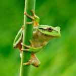 Europäischer Laubfrosch