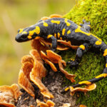 Feuersalamander
