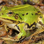 Kleiner Wasserfrosch
