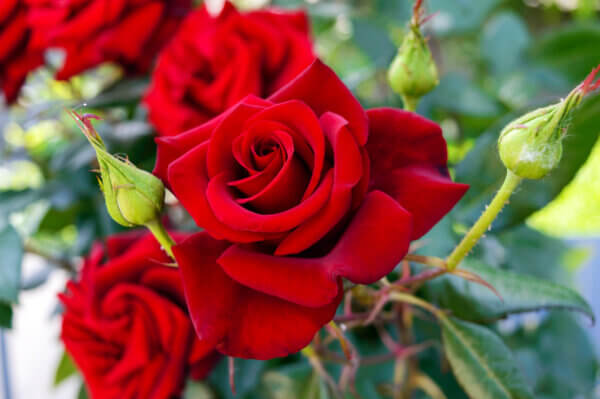 rote Rosen