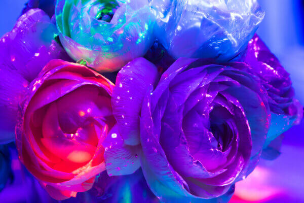 Schwarzlicht Rosen