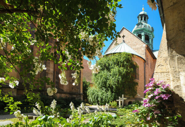 Hildesheimer Rose