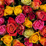 10 spannende Fakten – was Sie noch nicht über Rosen wussten