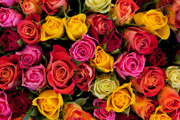 bunte Rosen