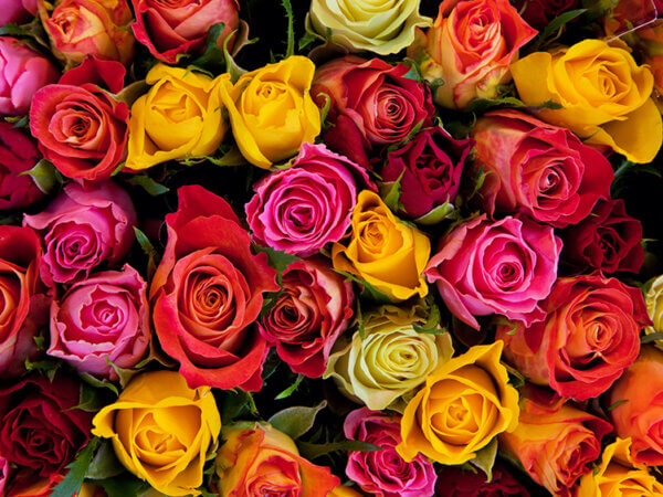 bunte Rosen