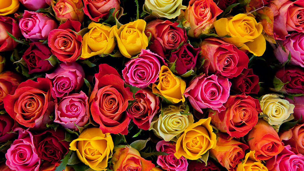 bunte Rosen