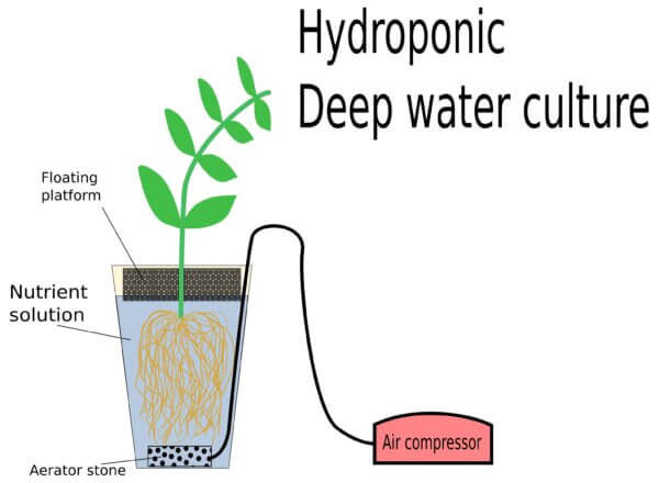 Deep Water Culture