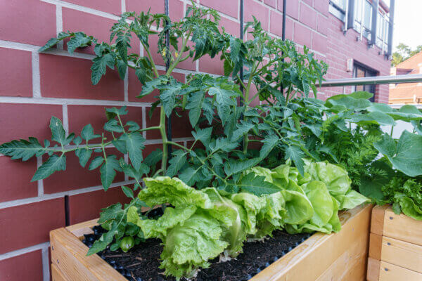 Tomaten und Salat auf Balkon