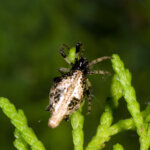 Konusspinne
