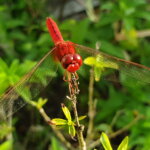 Feuerlibelle
