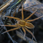 Gerandete Jagdspinne
